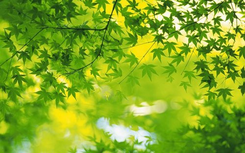 [wallcoo.com]_2560x1600_Widescreen_GreenLeaves_wallpaper_da035072f